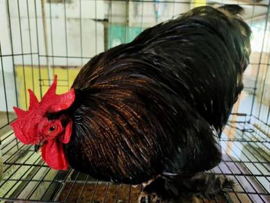 Ayam ayam - Almost anything for sale in Malaysia - Mudah.my