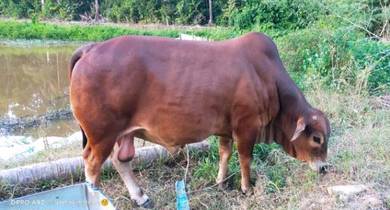 Lembu Brahman Almost Anything For Sale In Malaysia Mudah My Mobile