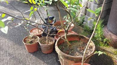 Bonsai Sui Mei bunga kuning