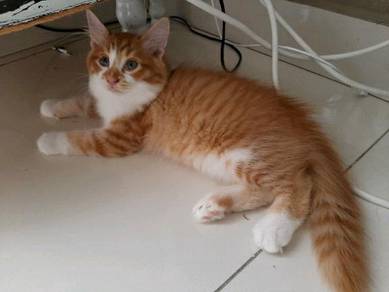 Kucing parsi - Pets for sale in Malaysia - Mudah.my