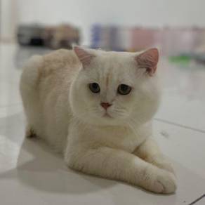 Mating service - Pets for sale in Malaysia - Mudah.my
