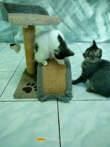 Kucing - Pets for sale in Malaysia - Mudah.my