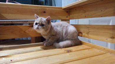 Kitten - Pets for sale in Malaysia - Mudah.my