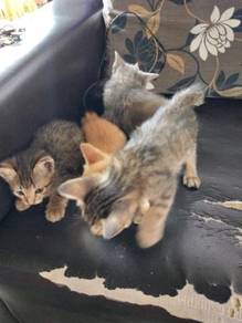 Kucing free - Pets for sale in Malaysia - Mudah.my