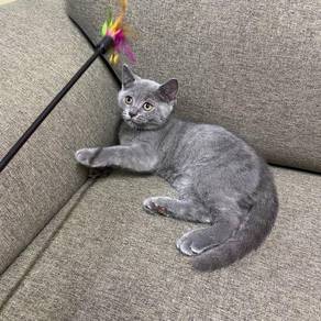 British shorthair - Pets for sale in Malaysia - Mudah.my