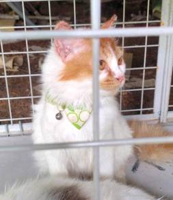 Kucing parsi - Pets for sale in Malaysia - Mudah.my