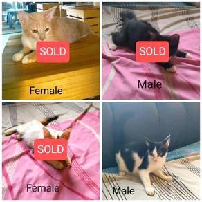 Kucing - Pets for sale in Malaysia - Mudah.my