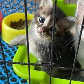 Kucing - Pets for sale in Malaysia - Mudah.my