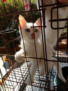 Pets for sale in Malaysia - Mudah.my