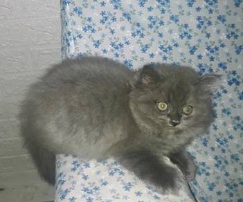 Kucing - Pets for sale in Malaysia - Mudah.my