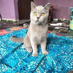 Kucing - Almost anything for sale in Malaysia - Mudah.my