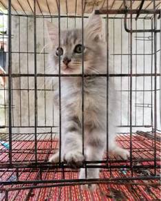 Kucing - Pets for sale in Malaysia - Mudah.my