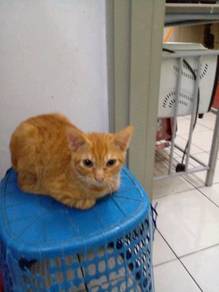 Kucing - Pets for sale in Malaysia - Mudah.my