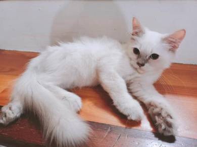 Kucing parsi siam - Pets for sale in Malaysia - Mudah.my