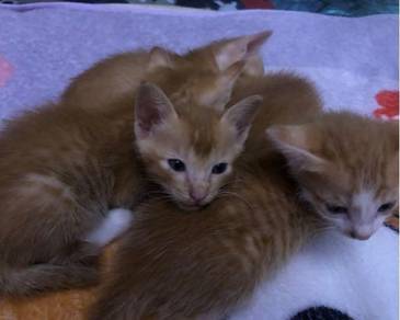 Anak kucing - Pets for sale in Malaysia - Mudah.my