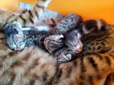 Kucing bengal - Pets for sale in Malaysia - Mudah.my