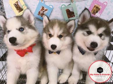 Husky Puppy Almost Anything For Sale In Malaysia Mudah My