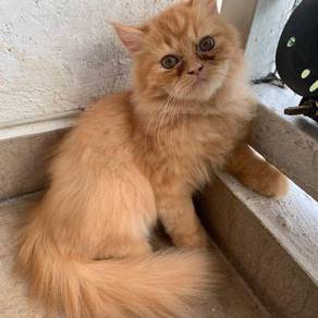 Kucing parsi - Pets for sale in Malaysia - Mudah.my