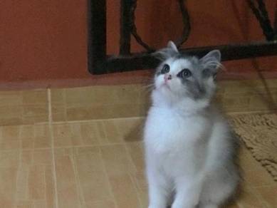 Kucing - Pets for sale in Malaysia - Mudah.my