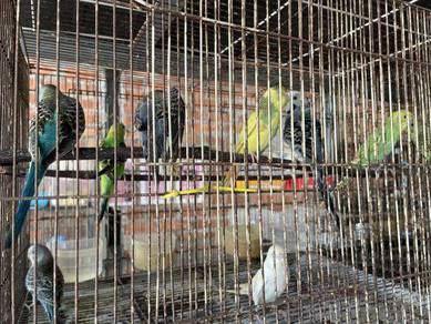 Burung Kakak Tua Sun Corner Ayam Laga Tidak Sempat Dijual