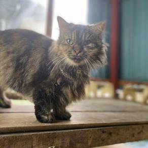 Kucing - Pets for sale in Malaysia - Mudah.my