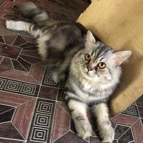 Grey cat - Pets for sale in Malaysia - Mudah.my