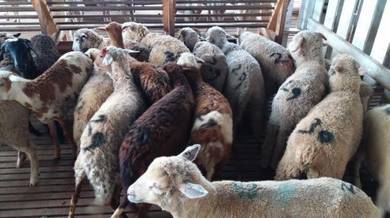 Kambing AQIQAH hulu selangor