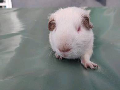 Are Guinea Pigs The Perfect Pandemic Pet Not Quite Experts Say The Star