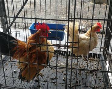 Ayam Serama Almost Anything For Sale In Malaysia Mudah My