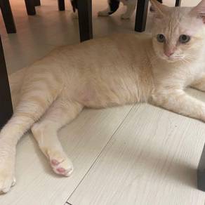 Pets for sale in Malaysia - Mudah.my