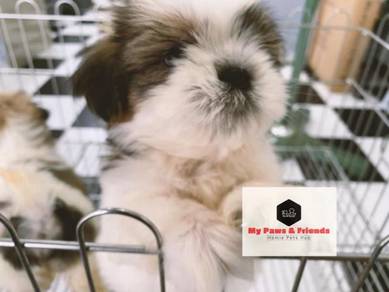 Shih Tzu Puppy Almost Anything For Sale In Malaysia Mudah My