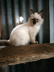 Parsian cat - Pets for sale in Malaysia - Mudah.my