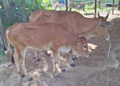 Lembu - Pets for sale in Malaysia - Mudah.my