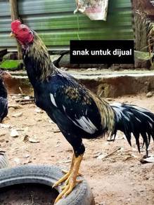 Ayam - Almost anything for sale in Malaysia - Mudah.my