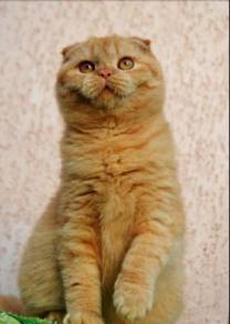 Scottish Fold Almost Anything For Sale In Malaysia Mudah My