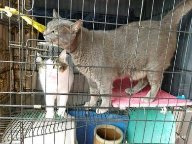 Kucing cat - Almost anything for sale in Malaysia - Mudah.my