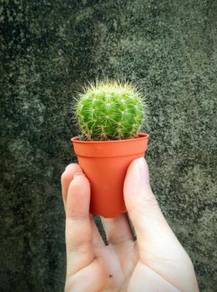 Mini cactus plant 5.5cm pot succulents cacti