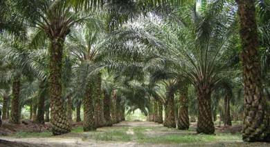 10000 acres oil palm & balak machang terengganu