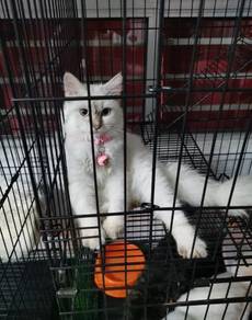 Kucing parsi siam - Pets for sale in Malaysia - Mudah.my