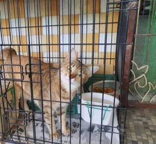 Kucing comel - Pets for sale in Malaysia - Mudah.my