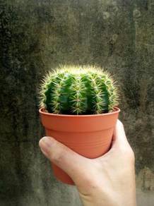 Medium size Cactus succulent