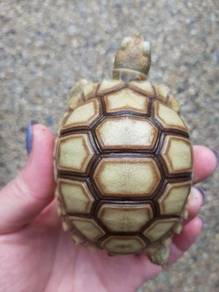 Tortoise Almost Anything For Sale In Malaysia Mudah My