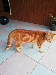 Male bengal - Almost anything for sale in Malaysia - Mudah.my