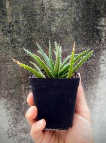 Aloe type succulent