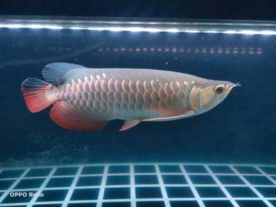 Arowana Highback Almost Anything For Sale In Malaysia Mudah My Mobile