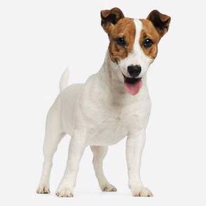 48+ Anjing jack russell terrier update