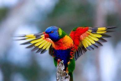 Burung Baby Rainbow Lorikeet Parrot Bird Jinak