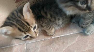 Kucing kacukan - Pets for sale in Malaysia - Mudah.my