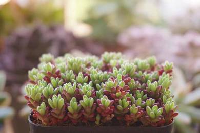 Succulent plant Portulaca gilliesii
