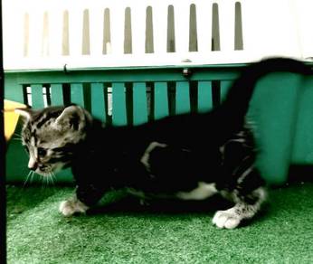 Kucing Munchkin Untuk Dijual Malaysia - Kicau Sejati